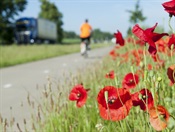 Bekijk deze foto groter. Foto: 'Groen'.